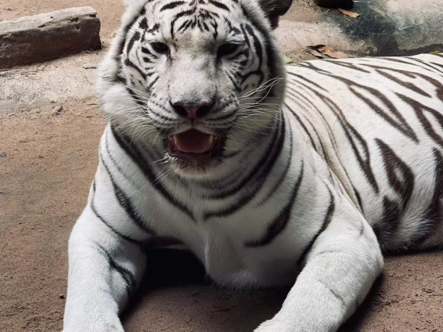 Семейный Зоотур