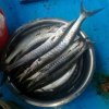 2017 Морская рыбалка в Паттайе.