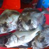 Фото с экскурсий в Паттайе. - Морская и озерная рыбалка. - фотографии Таиланд. Паттайя. Подводная охота.