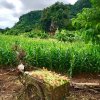 Золотой треугольник лучшее. Экскурсия в Паттайе.