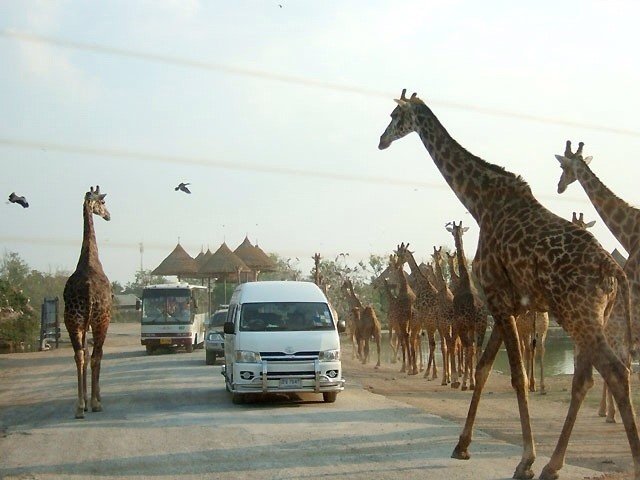 Сафари парк (Safari Park).
