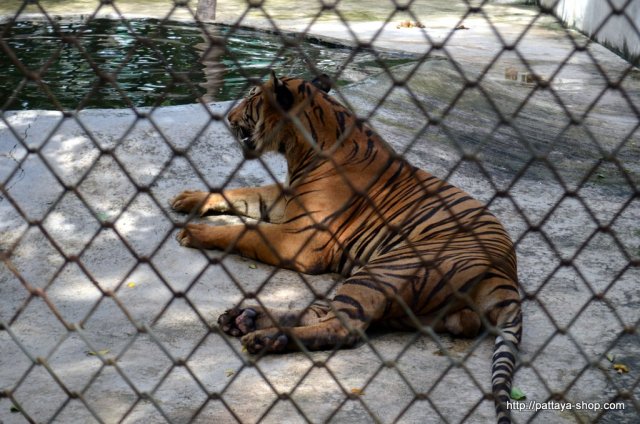 Тигровый зоопарк.