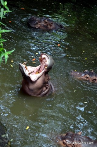 Зоопарк Кхао Кхео.
