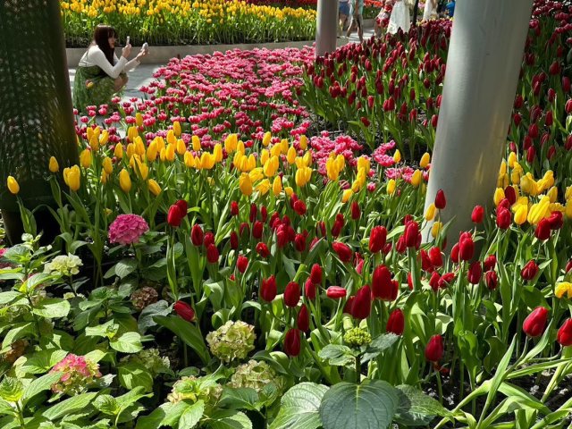 Золотой мангровый лес
