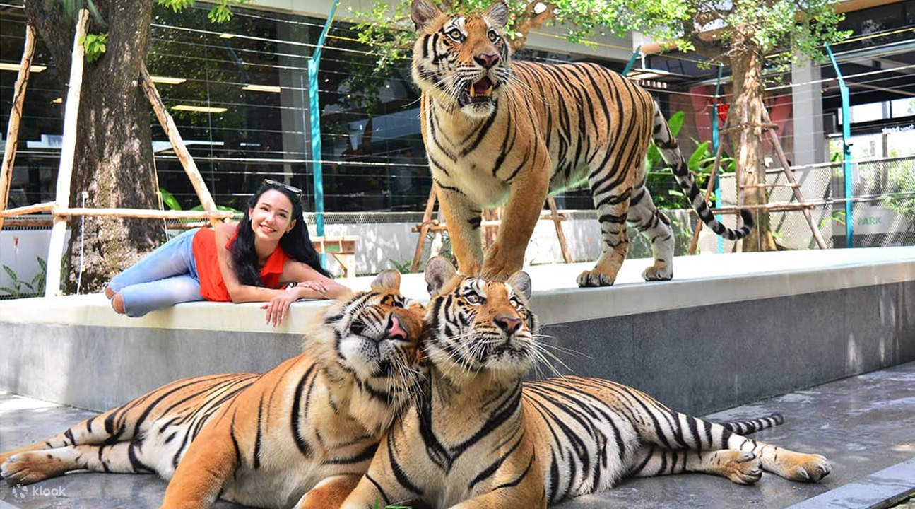 Тигровый парк в Паттайе