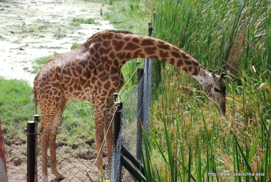 ekskursiya v pattaye v tigrovyy zoopark31