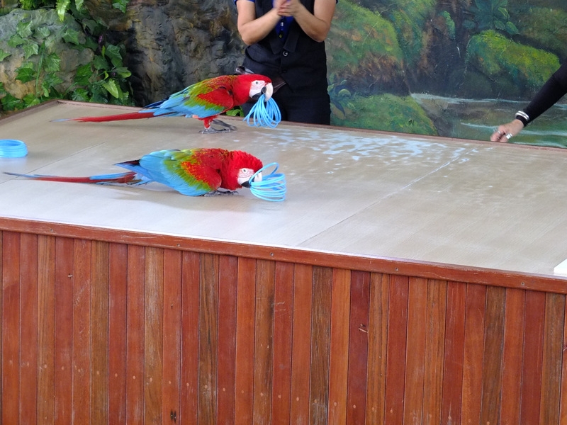 Овечья ферма и попугаи. Экскурсия в Паттайе.