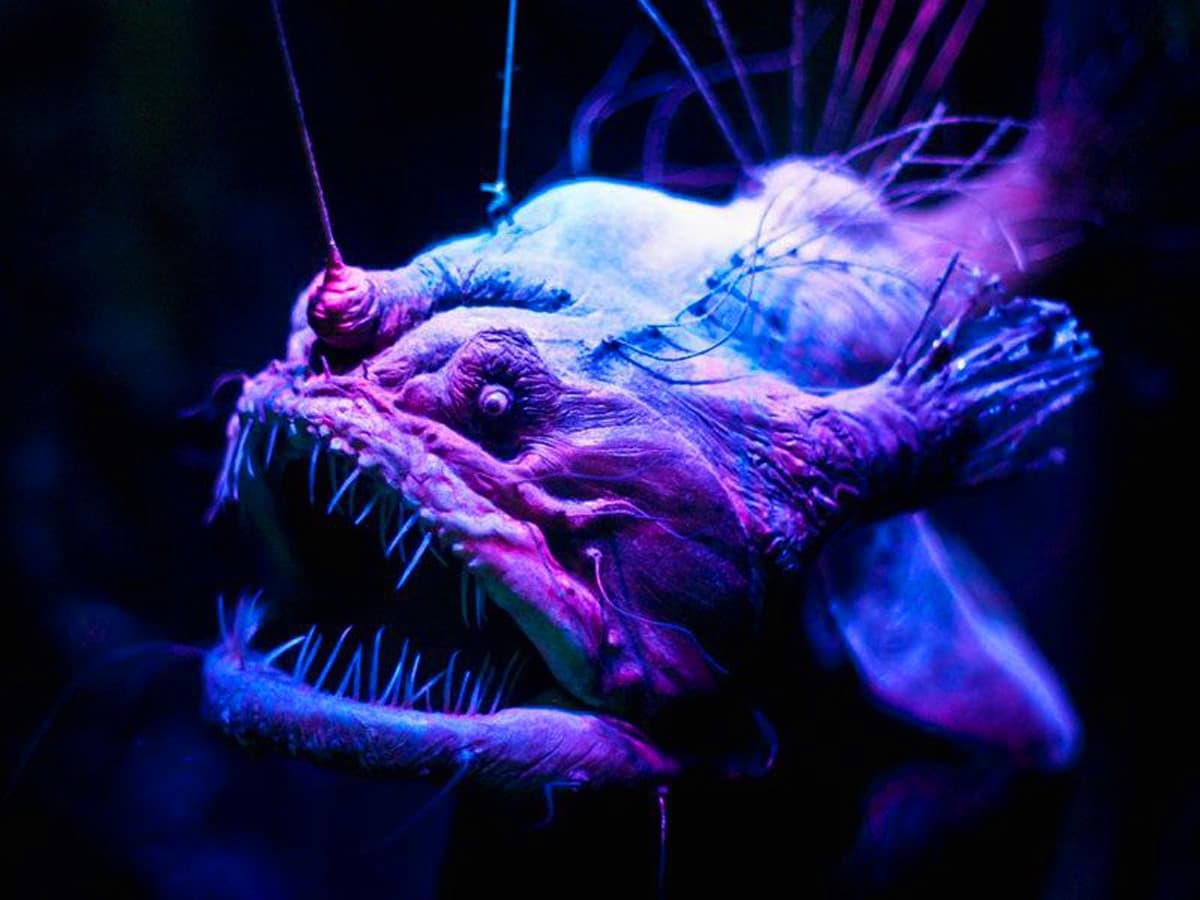 Новая экскурсия в Паттайе. Аквариум морских чудовищ.