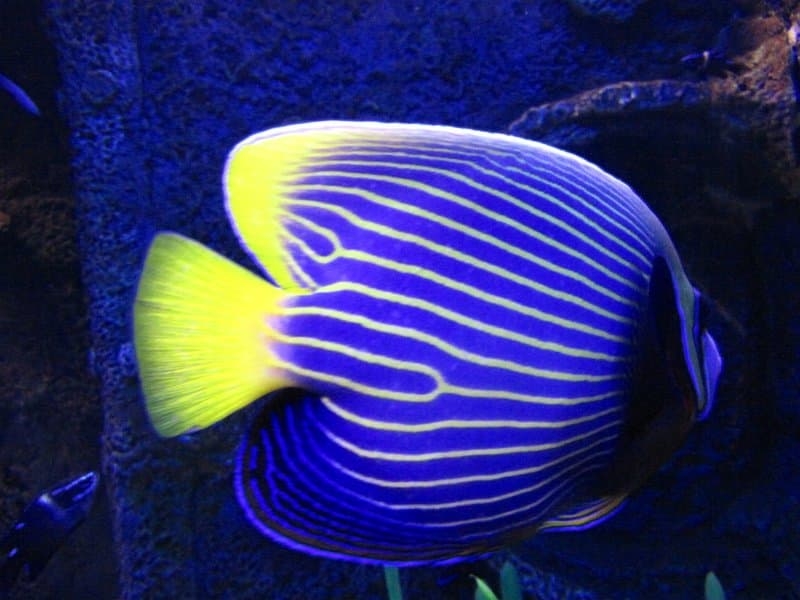 Экскурсия в Паттайя "Подводный мир" Underwater World (Океанариум).