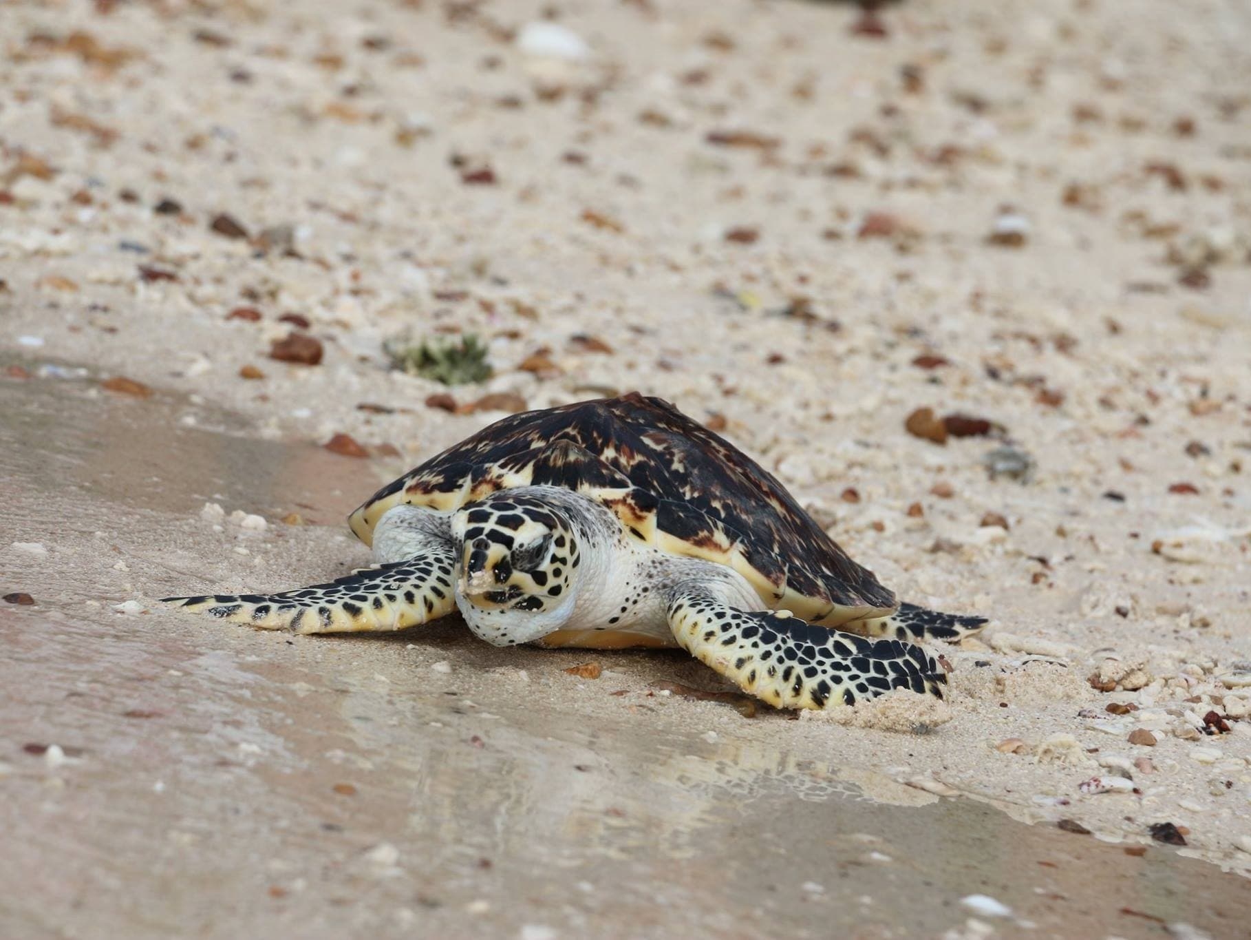 Остров Ко Талу. Экскурсия из Паттайи.