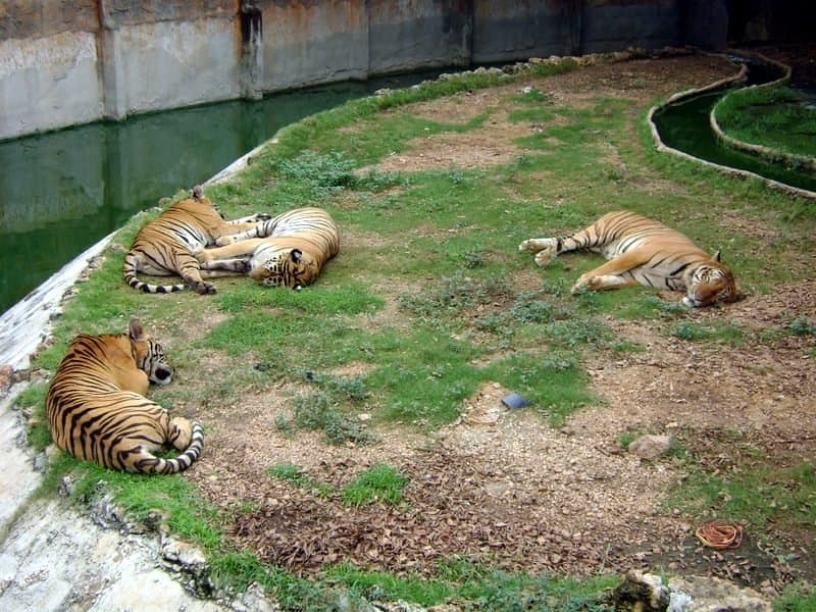 tigrovyy zoopark ekskursiya v pattaye12