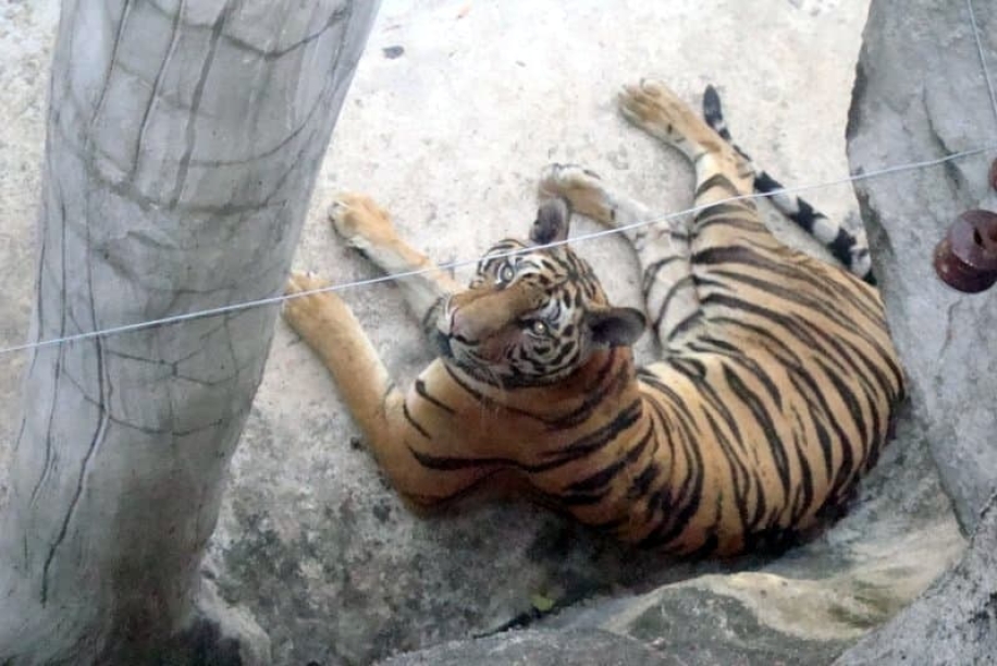 tigrovyy zoopark ekskursiya v pattaye16
