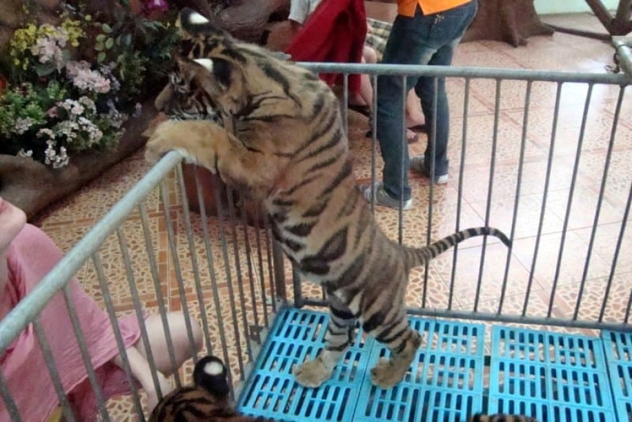 tigrovyy zoopark ekskursiya v pattaye18