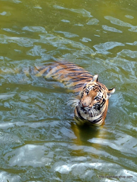 tigrovyy zoopark ekskursiya v pattaye21