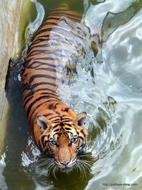 tigrovyy zoopark ekskursiya v pattaye22