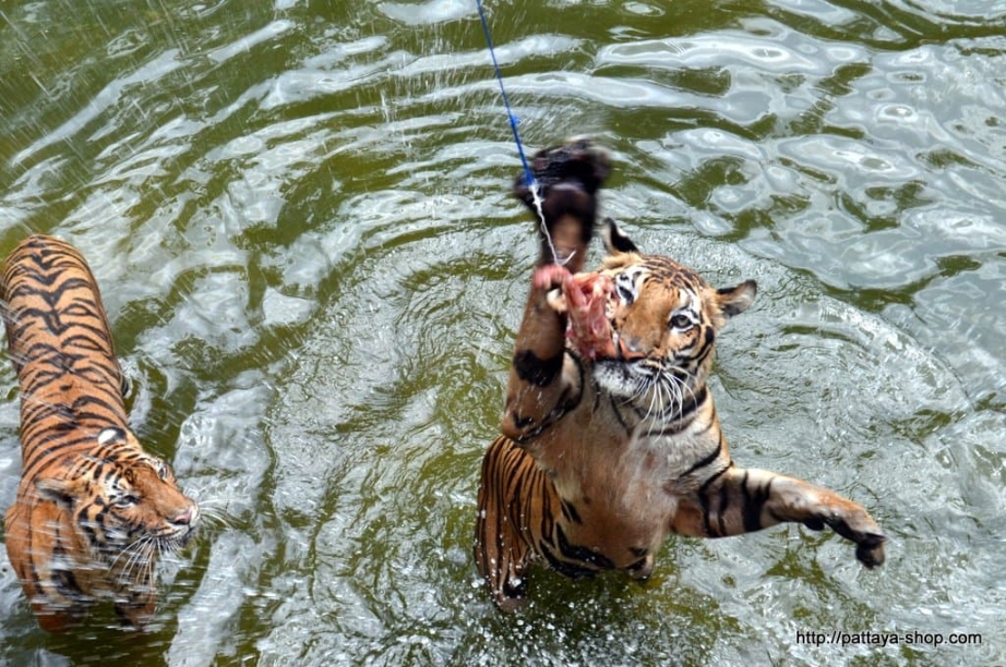 tigrovyy zoopark ekskursiya v pattaye25
