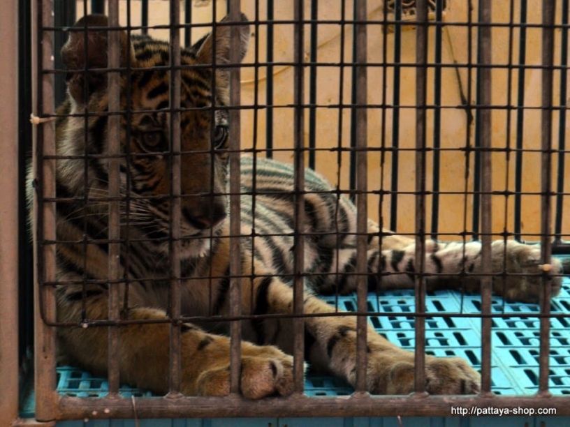 tigrovyy zoopark ekskursiya v pattaye28