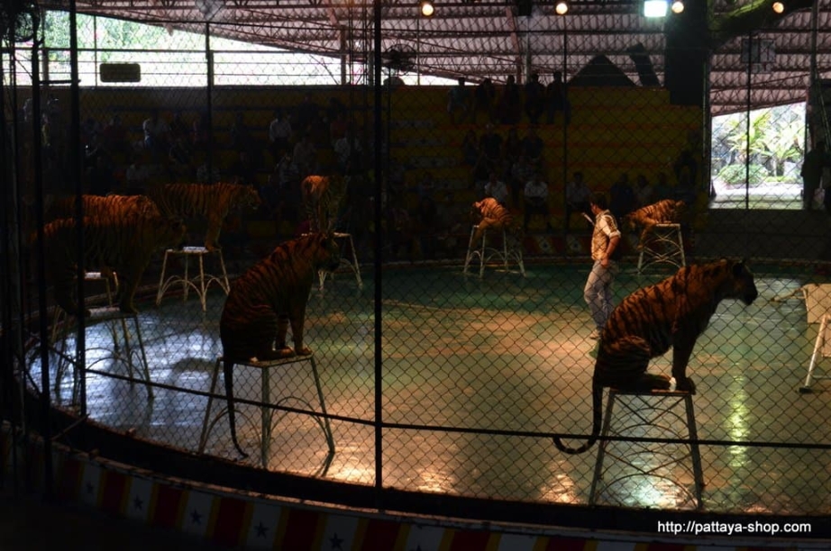 tigrovyy zoopark ekskursiya v pattaye29