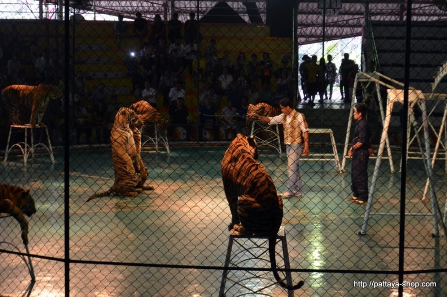 tigrovyy zoopark ekskursiya v pattaye30
