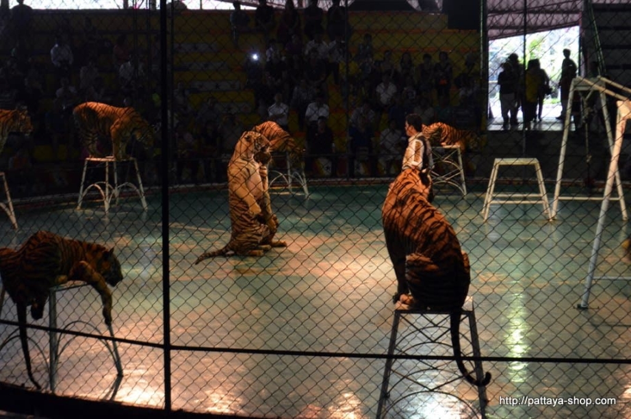 tigrovyy zoopark ekskursiya v pattaye31