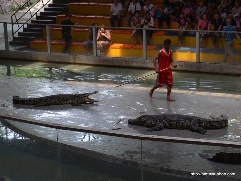 tigrovyy zoopark ekskursiya v pattaye32