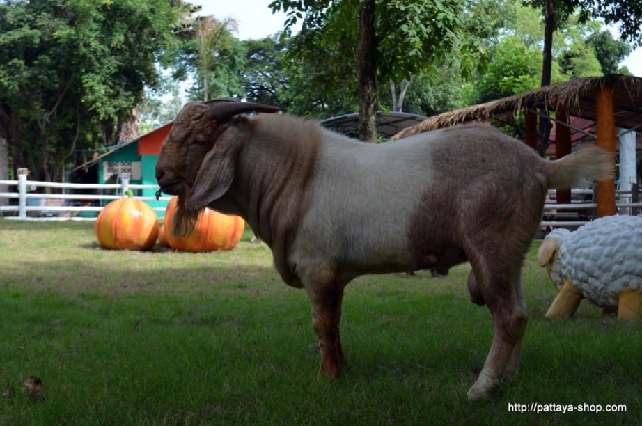 tigrovyy zoopark ekskursiya v pattaye8