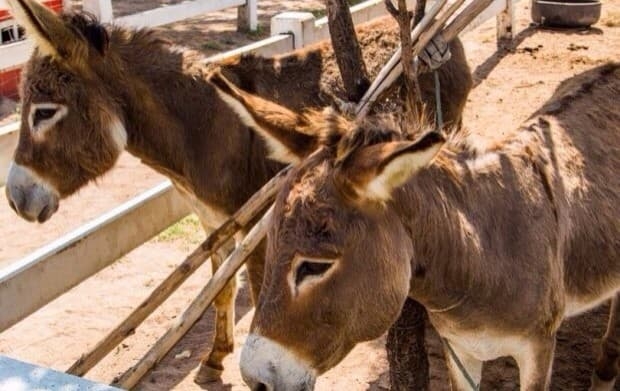 Экскурсия в Паттайе - В Мире Животных, с обедом.