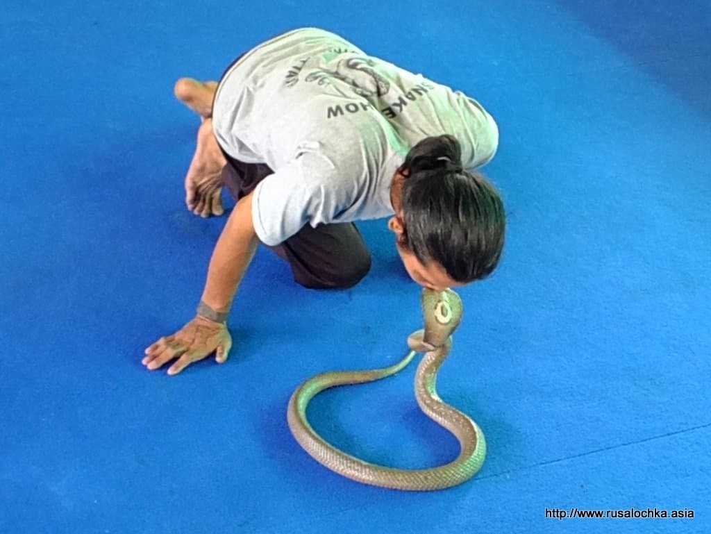 Таиланд. Экскурсия в Паттайя. Змеиная ферма.