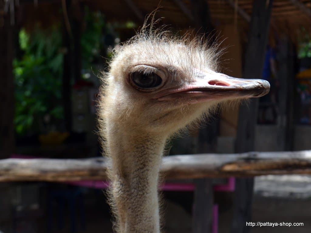 Экскурсия в Паттайе "Дискавери Гранд Каньон + 7 достопримечательностей»