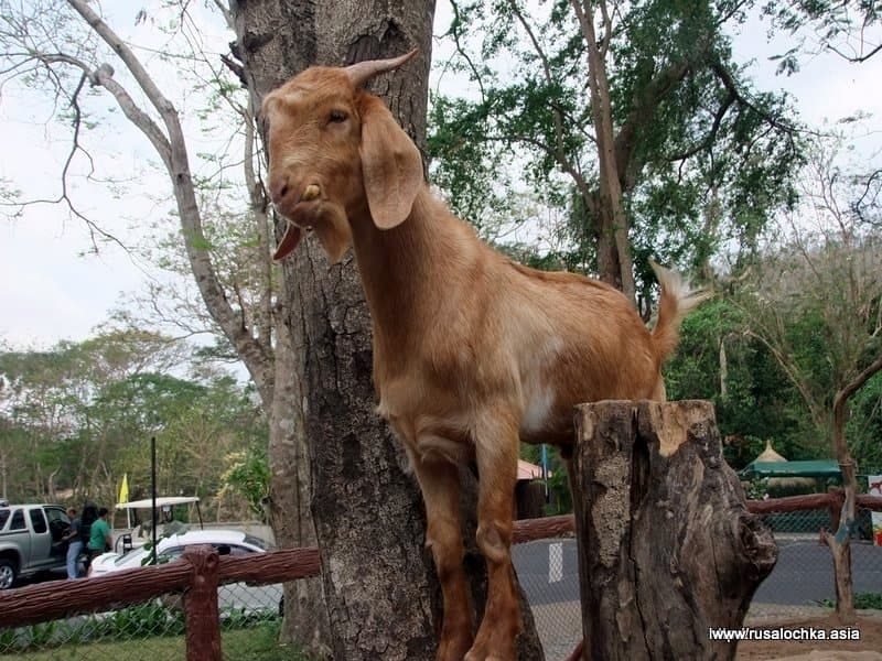 Экскурсия из Паттайя, в зоопарк Кхао Кхео (Khao Kheow Open Zoo).