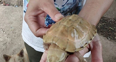 Черепаха-альбинос вызвала лотерейную лихорадку в одной из деревень Таиланда